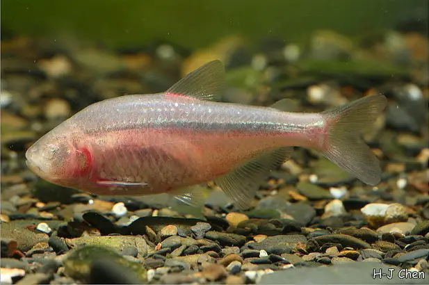 Astyanax mexicanus photo