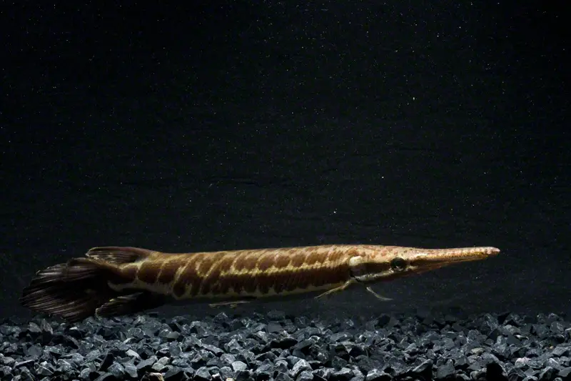 Atractosteus tropicus photo