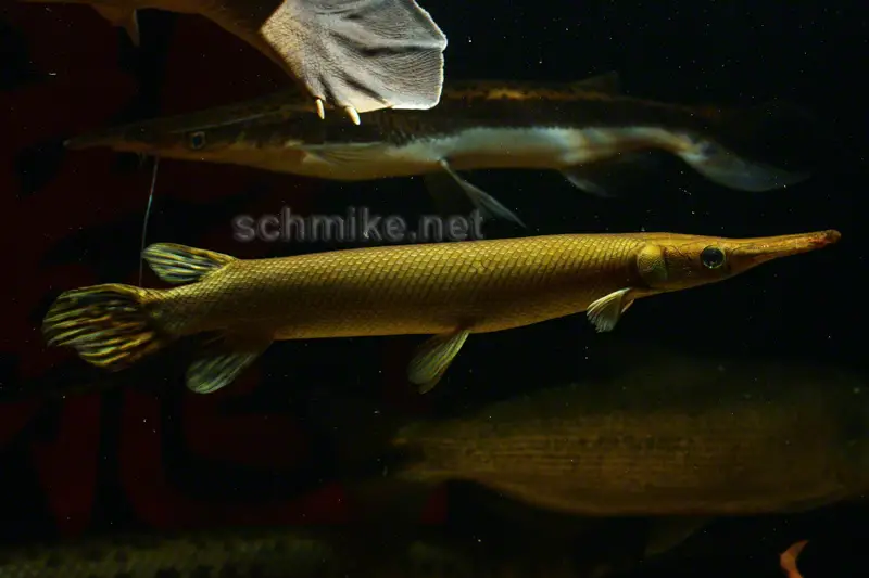 Atractosteus tristoechus photo
