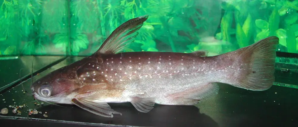 Auchenipterichthys coracoideus photo