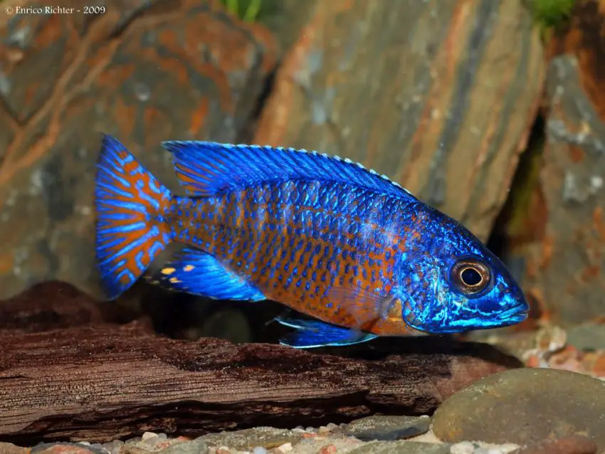 Aulonocara stuartgranti photo