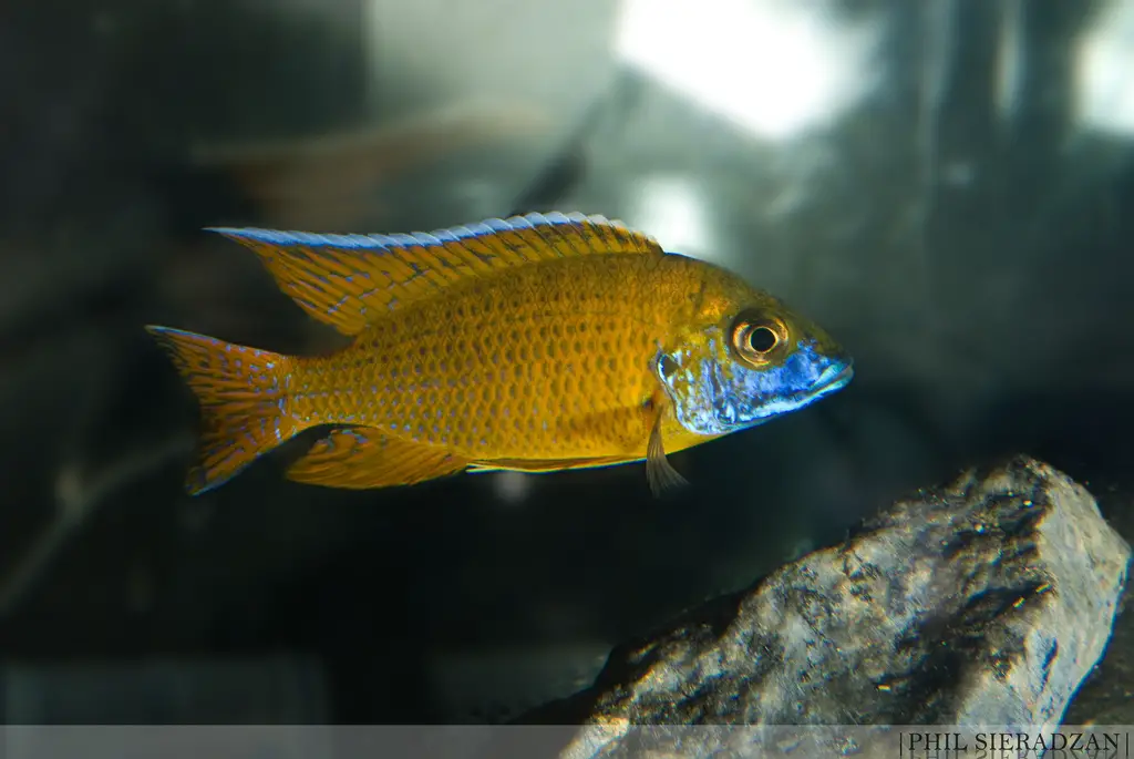 Aulonocara baenschi photo