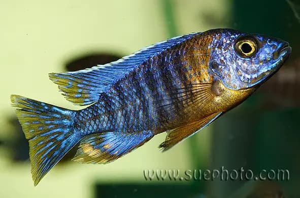 Aulonocara hansbaenschi photo
