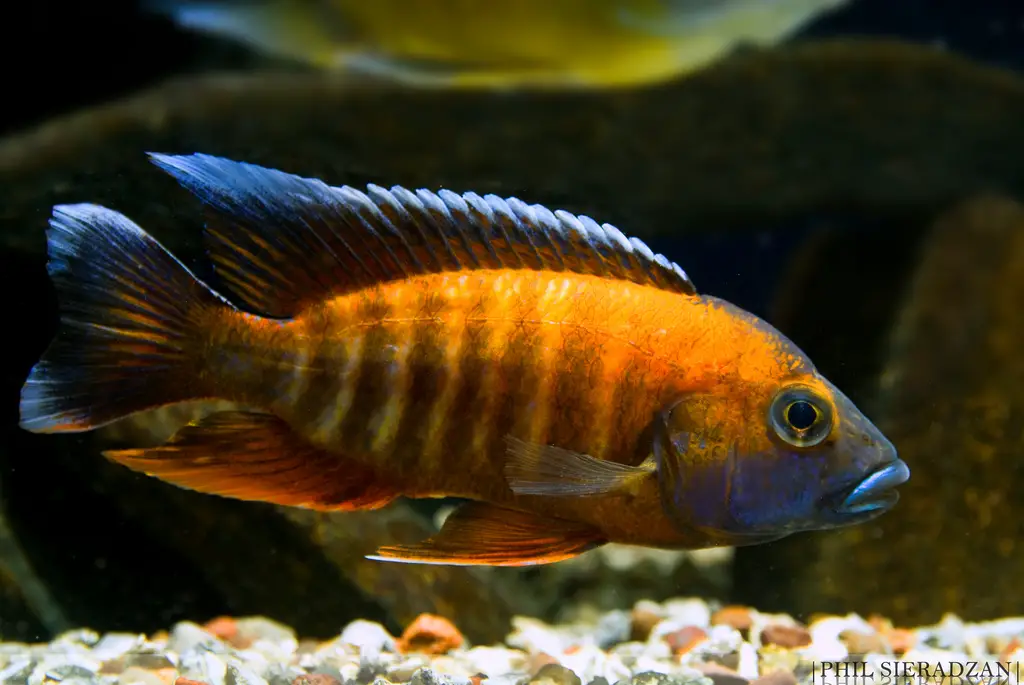 Aulonocara jacobfreibergi photo