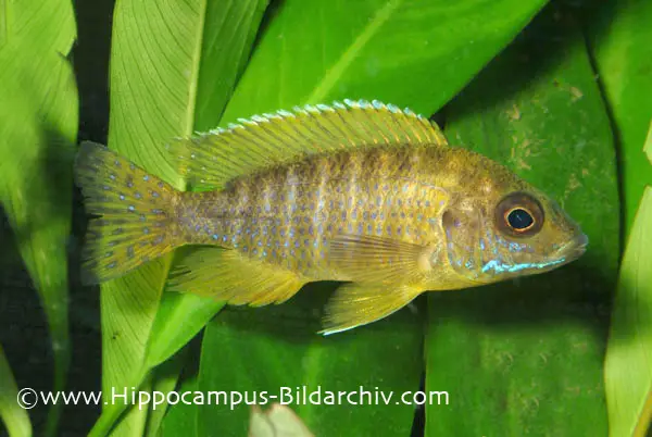 Aulonocara sp. stuartgranti maleri photo