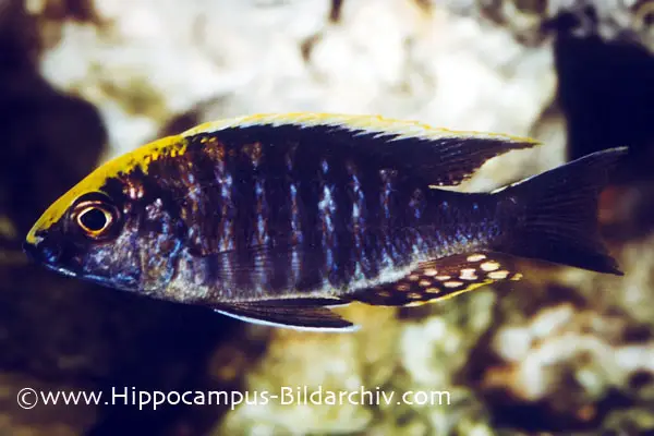 Aulonocara maylandi photo