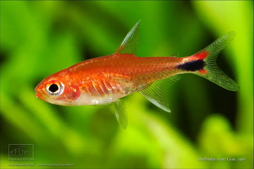 Axelrodia riesei photo