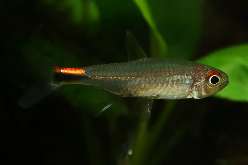 Axelrodia stigmatias photo