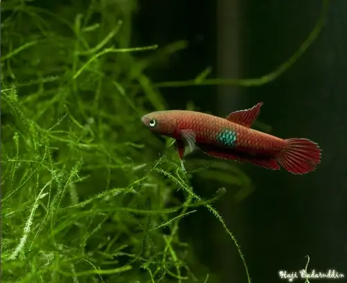 Betta brownorum photo