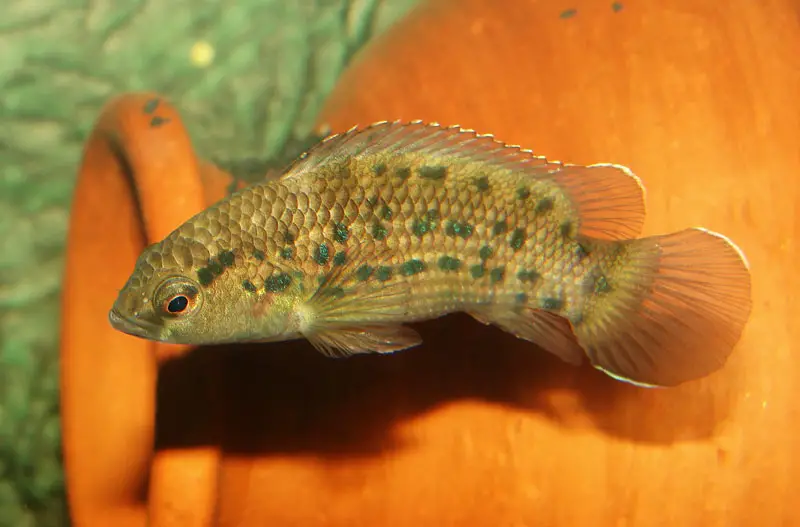 Badis assamensis photo
