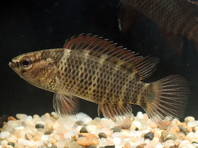 Badis corycaeus photo