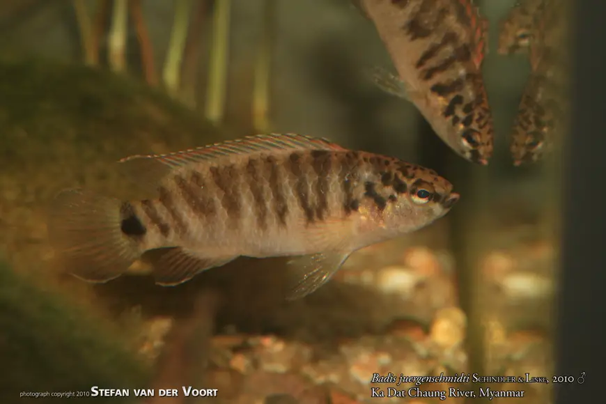 Badis juergenschmidti photo