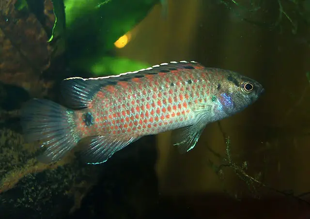 Badis khwae photo