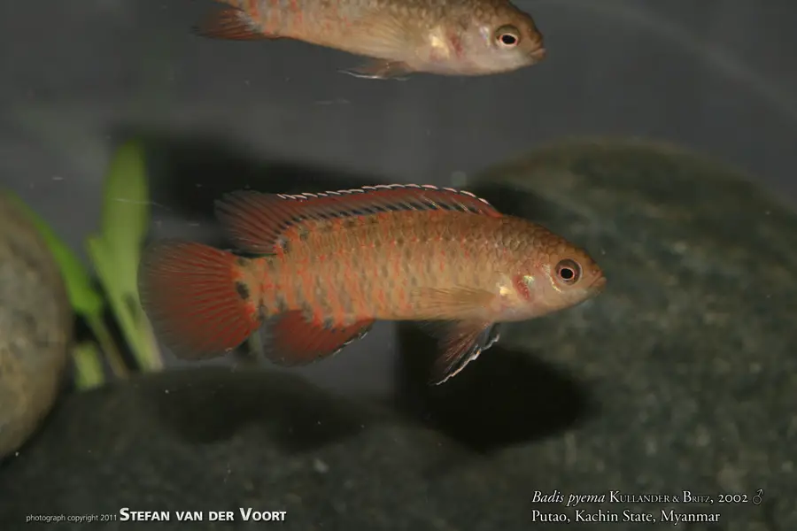 Badis pyema photo