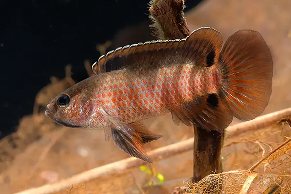 Badis sp. buxar photo