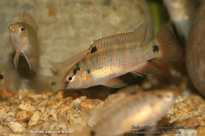 Badis tuivaiei photo