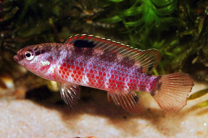 Badis singenensis photo