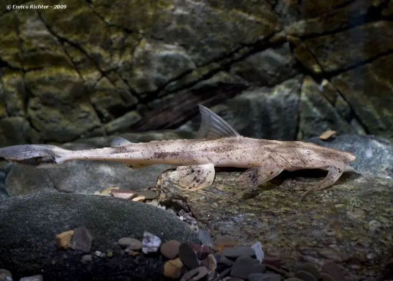 Bagarius suchus photo