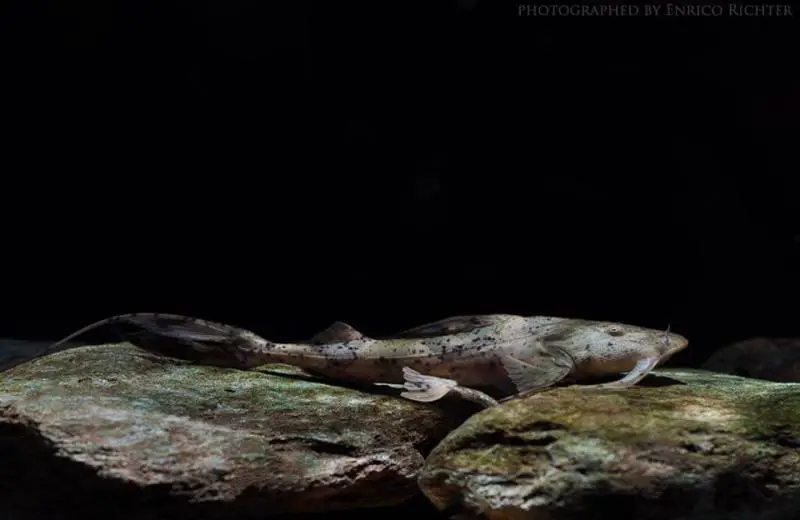 Bagarius yarrelli photo