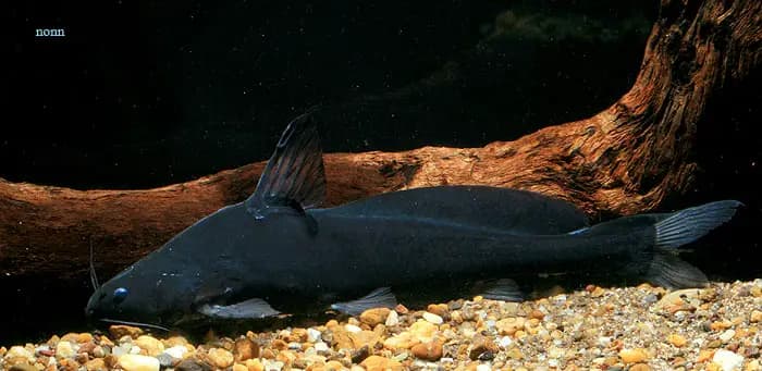 Bagrichthys obscurus photo
