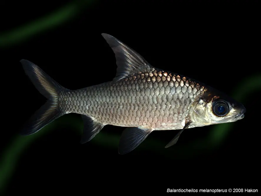 Balantiocheilos melanopterus photo