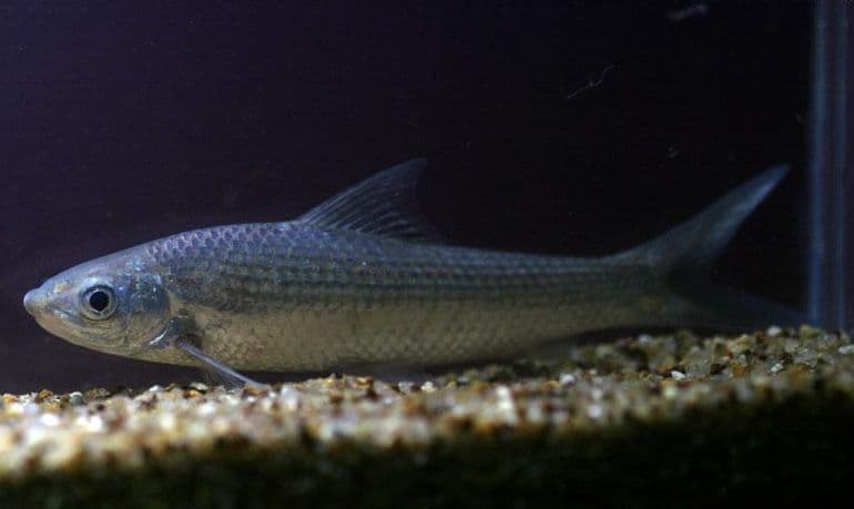 Gymnostomus ariza photo