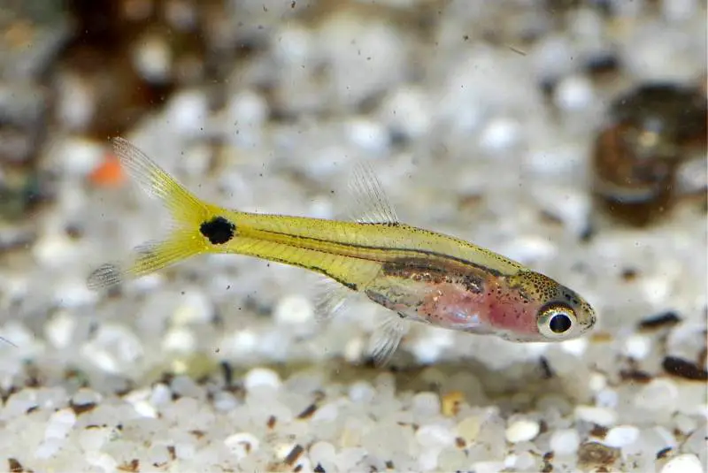 Barboides gracilis photo