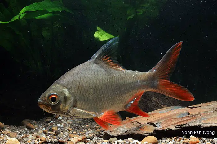 Barbonymus altus photo