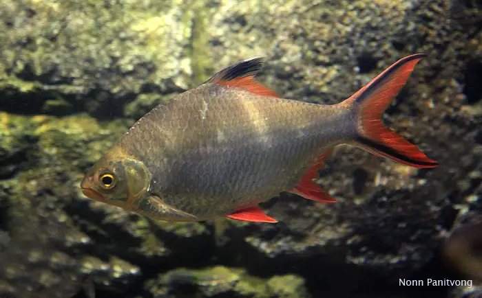 Barbonymus schwanefeldii photo