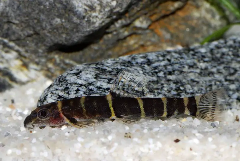 Barbucca diabolica photo