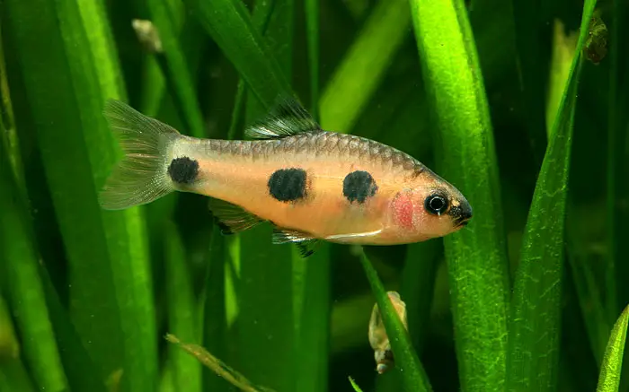 Barbus candens photo