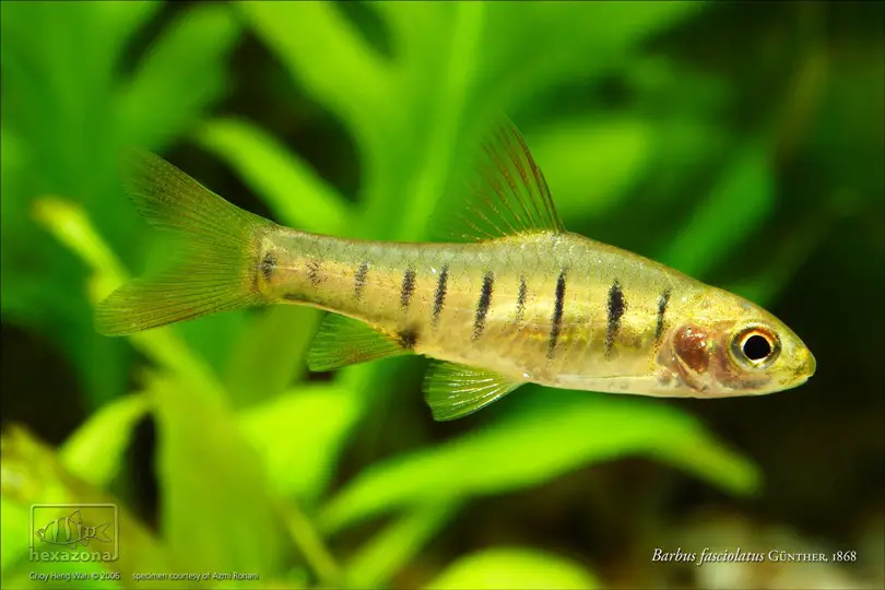 Barbus fasciolatus photo