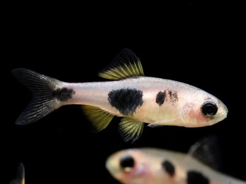 Barbus hulstaerti photo