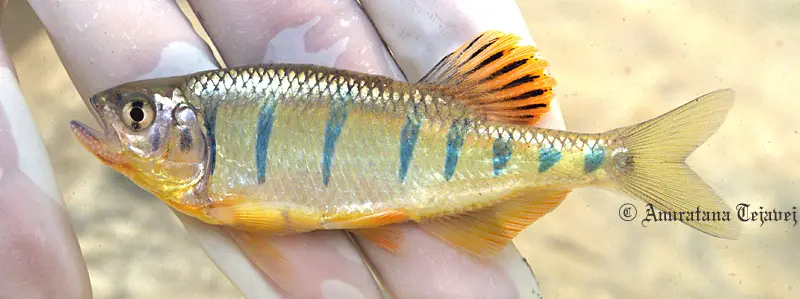 Opsarius pulchellus photo