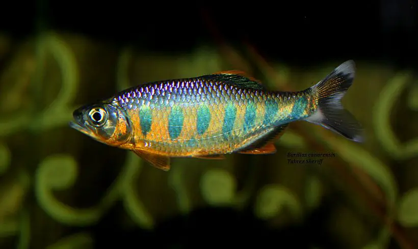 Barilius ardens photo