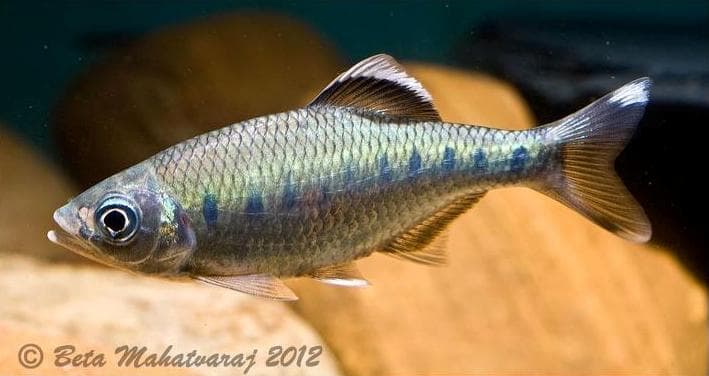 Barilius bakeri photo