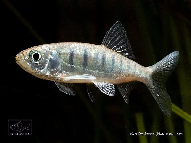 Opsarius barna photo