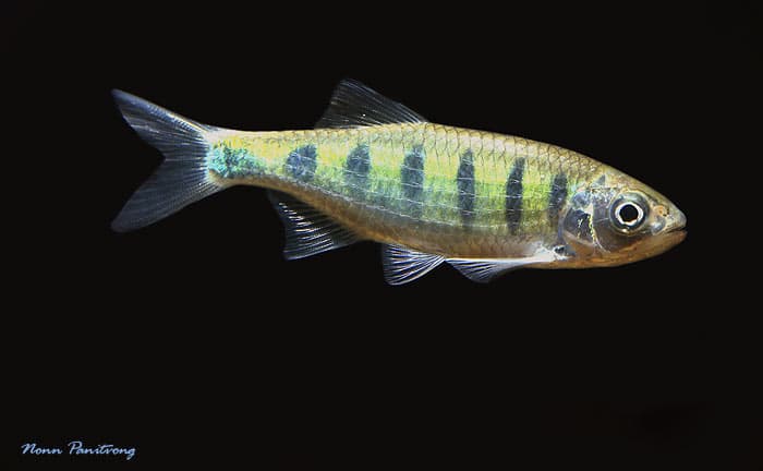 Opsarius bernatziki photo