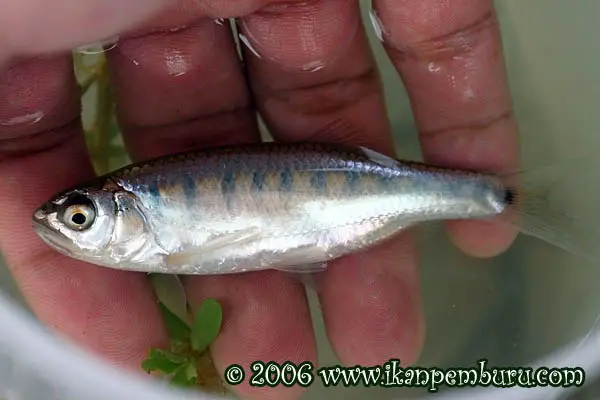 Opsarius caudiocellatus photo