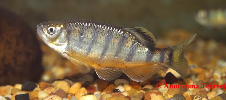 Opsarius dogarsinghi photo