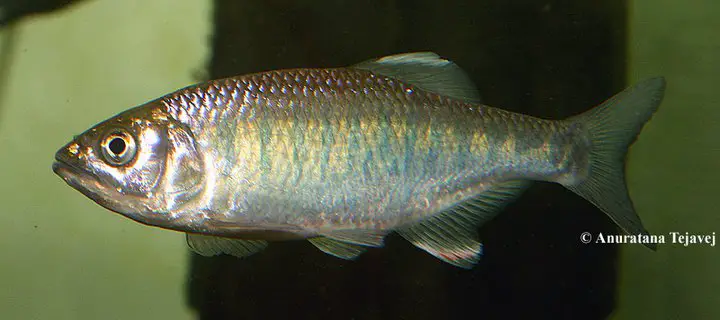 Barilius gatensis photo