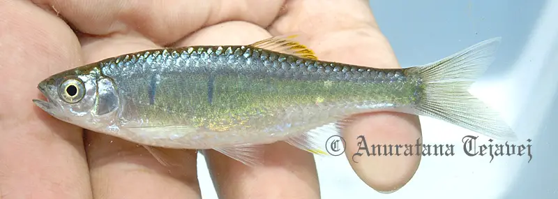 Opsarius koratensis photo