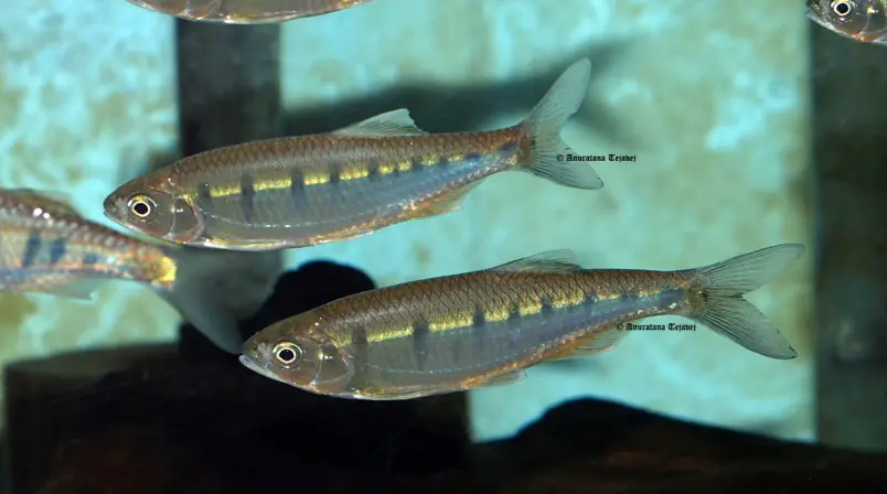 Opsarius ornatus photo