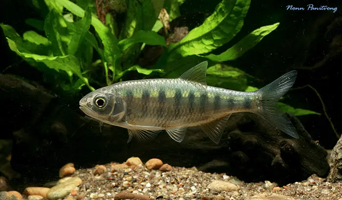 Opsarius infrafasciatus photo
