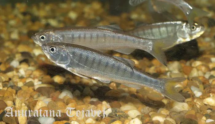 Barilius shacra photo