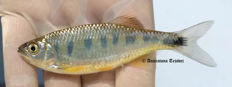 Opsarius signicaudus photo