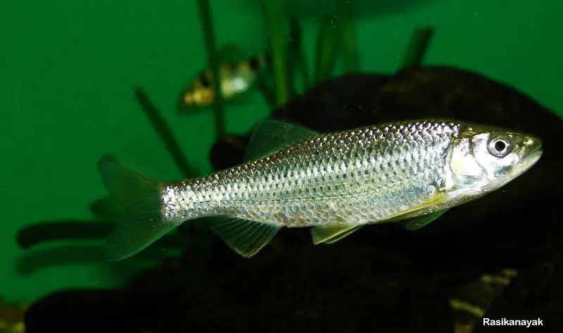 Barilius bendelisis photo