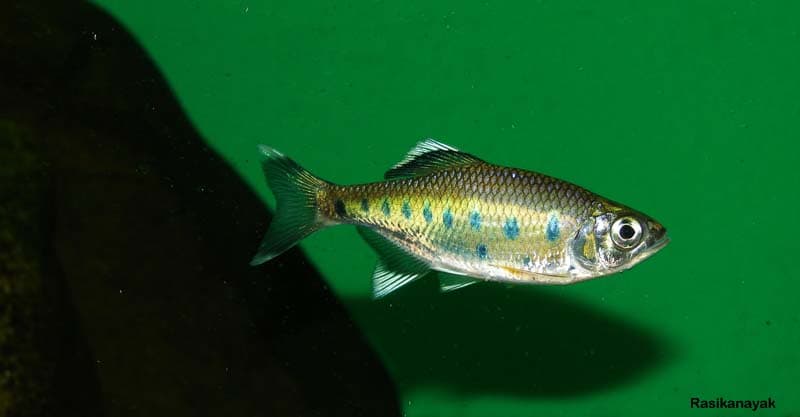 Barilius canarensis photo