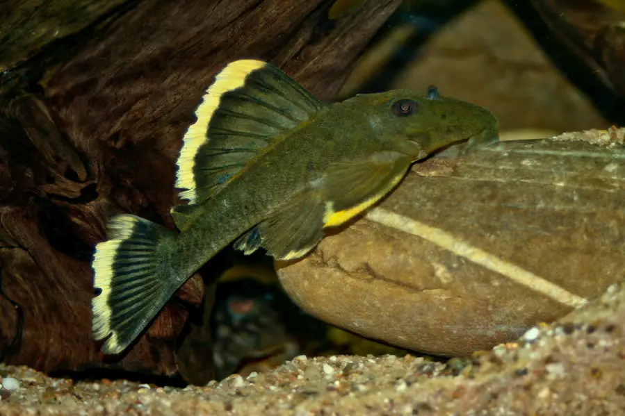 Baryancistrus chrysolomus photo