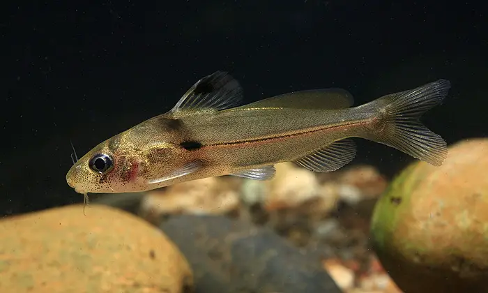 Batasio feruminatus photo